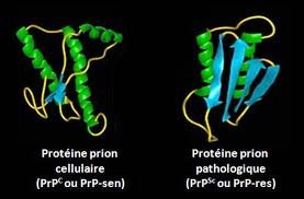 Maladie À Prion