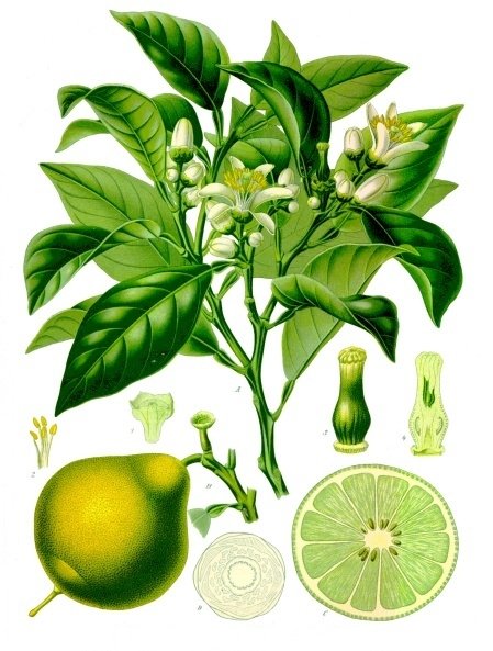 Bergamote Plante