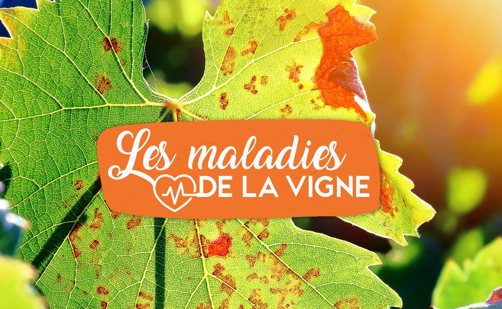 Maladie De La Vigne