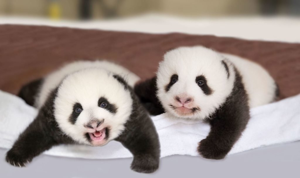 Nom Bébé Panda Beauval