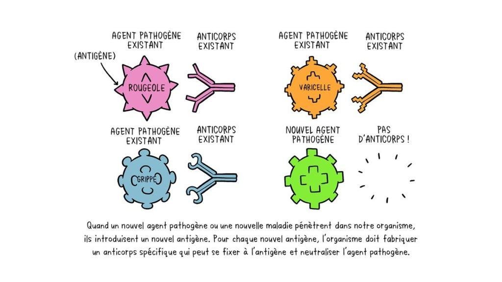 Https //Attestation Vaccin.ameli.fr 