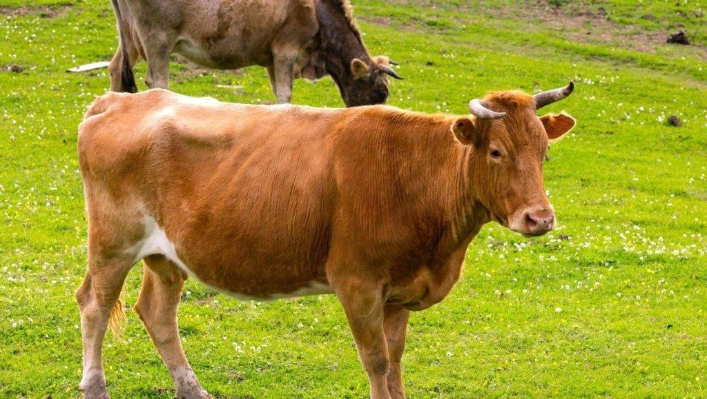 Symptome Maladie De La Vache Folle