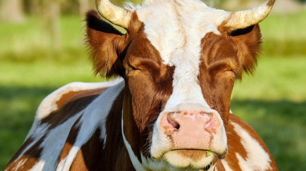 La Maladie De La Vache Folle 