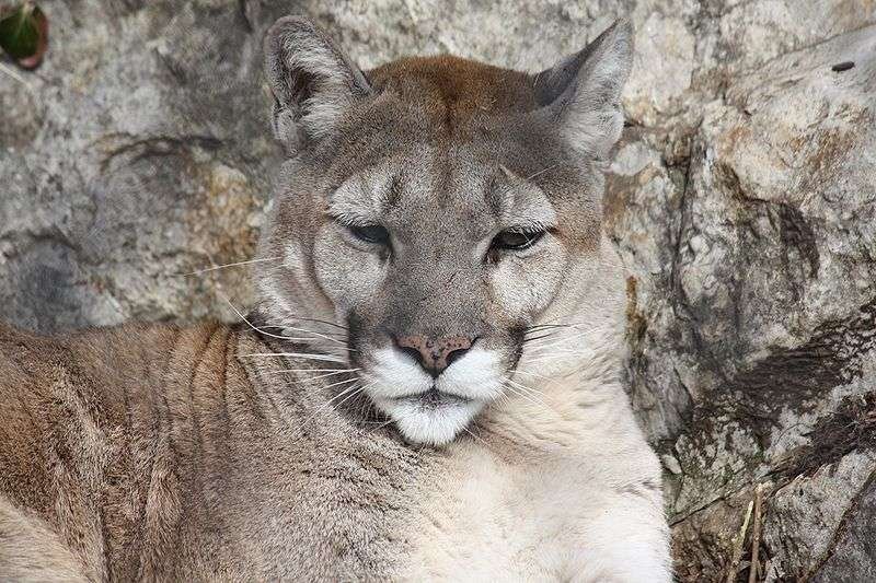 Poids Cougar