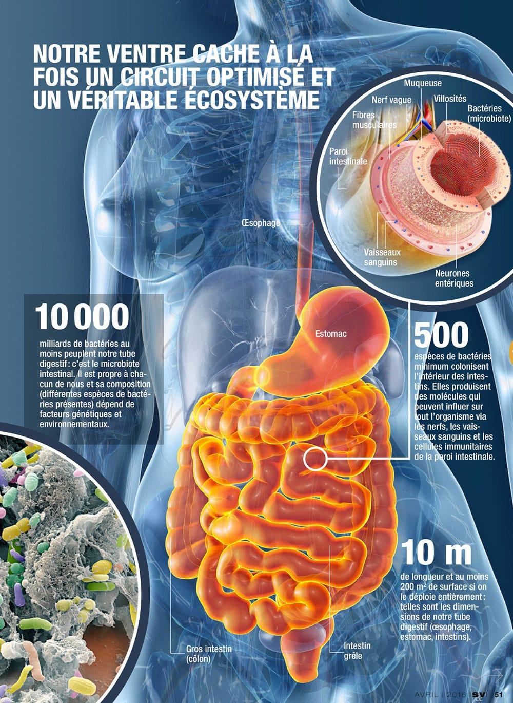 Organe Ventre Femme