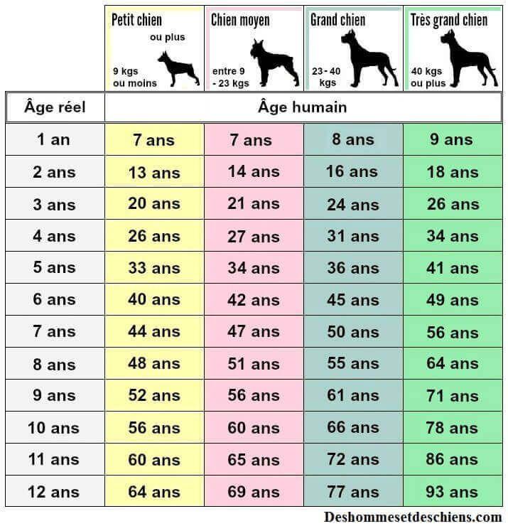 Comment Calculer L Age D Un Chien